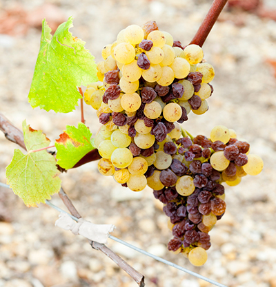 White grapes in Sauternes
