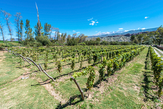 Vineyard in Calchaquí Valley