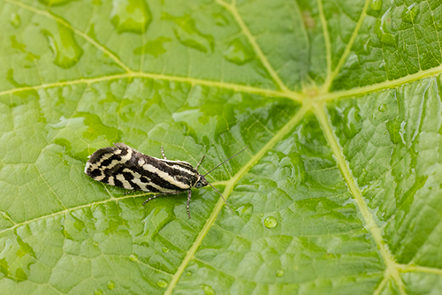 Grape Phylloxera on a leaf