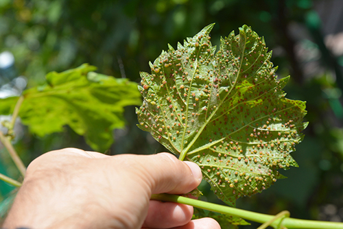Leaf affected by Grape Phylloxera