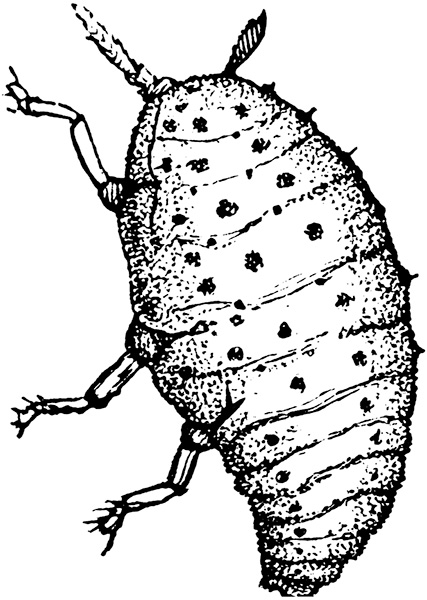 Phylloxera grape louse that feeds on roots of vines