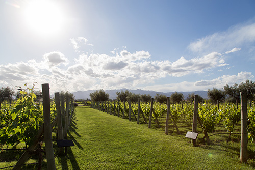 Vineyard in Mendoza