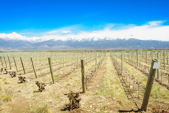 Vineyard in Uco Valley