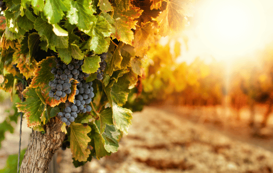 Grapes growing in the sun
