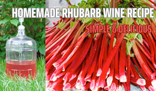 Rhubarb wine in demijohn and rhubarb on ground